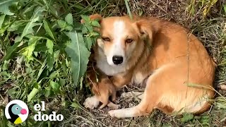 Perrita y sus cachorros son rescatados de la calle | El Dodo