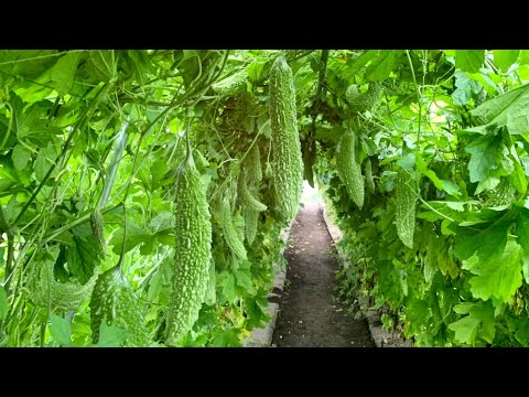 ゴーヤ栽培 梅雨の雨 病気と害虫の防ぎ方 7 17 Youtube