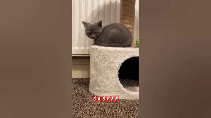 Watch the video about Funny cat videos | cutest kitten#shorts #shortvideo #funny