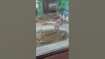 Big python 🐍 #snake #snakevideo #viralvideo #shorts