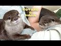 カワウソコタローとハナ　「おまたせ！」と風呂から布団に入ってくるコタロー　Otter Kotaro&Hana Chill Out Together