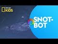 SnotBot and Whale Conservation Insights