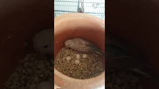 Budgies Pair Started laying eggs #shorts