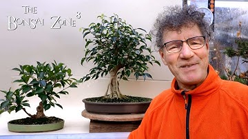 Ficus Friday, Pruning Two Trees, The Bonsai Zone, Dec 2021