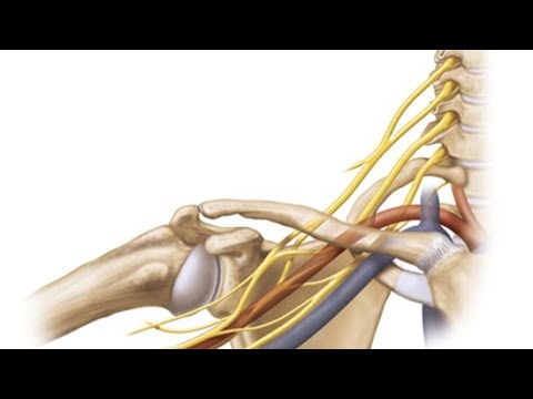 Video: Wie entsteht ein Neurilemma?