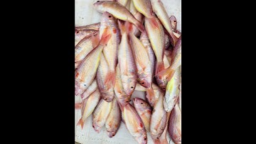 🍓🍊💐Các loài cá biển phổ biến ( cá bạc má, cá nục vảy, cá nục trơn, …..)!😆😆😆