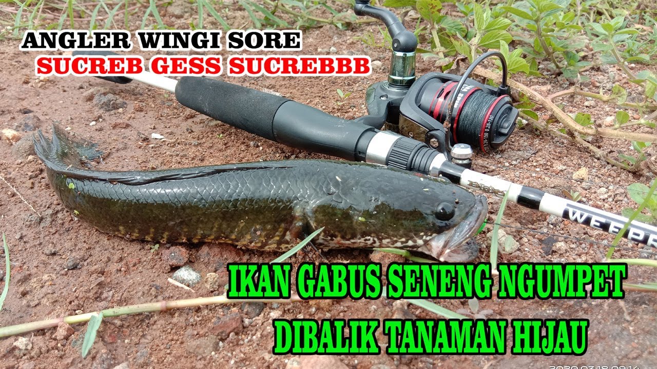 Spot Bagus  Ikan Gabus YouTube