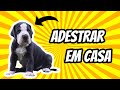 Como treinar seu cachorro facilmente! Tudo que você precisa saber!