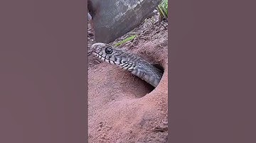 Lại tiếp tục đặt bẫy rắn độc là Bình Dương cả nhà ơi