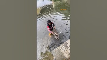 Cá Lớn - bắt Cá Rô Phi Khủng bằng vợt Khủng 😱 #khacthuyvlogg
