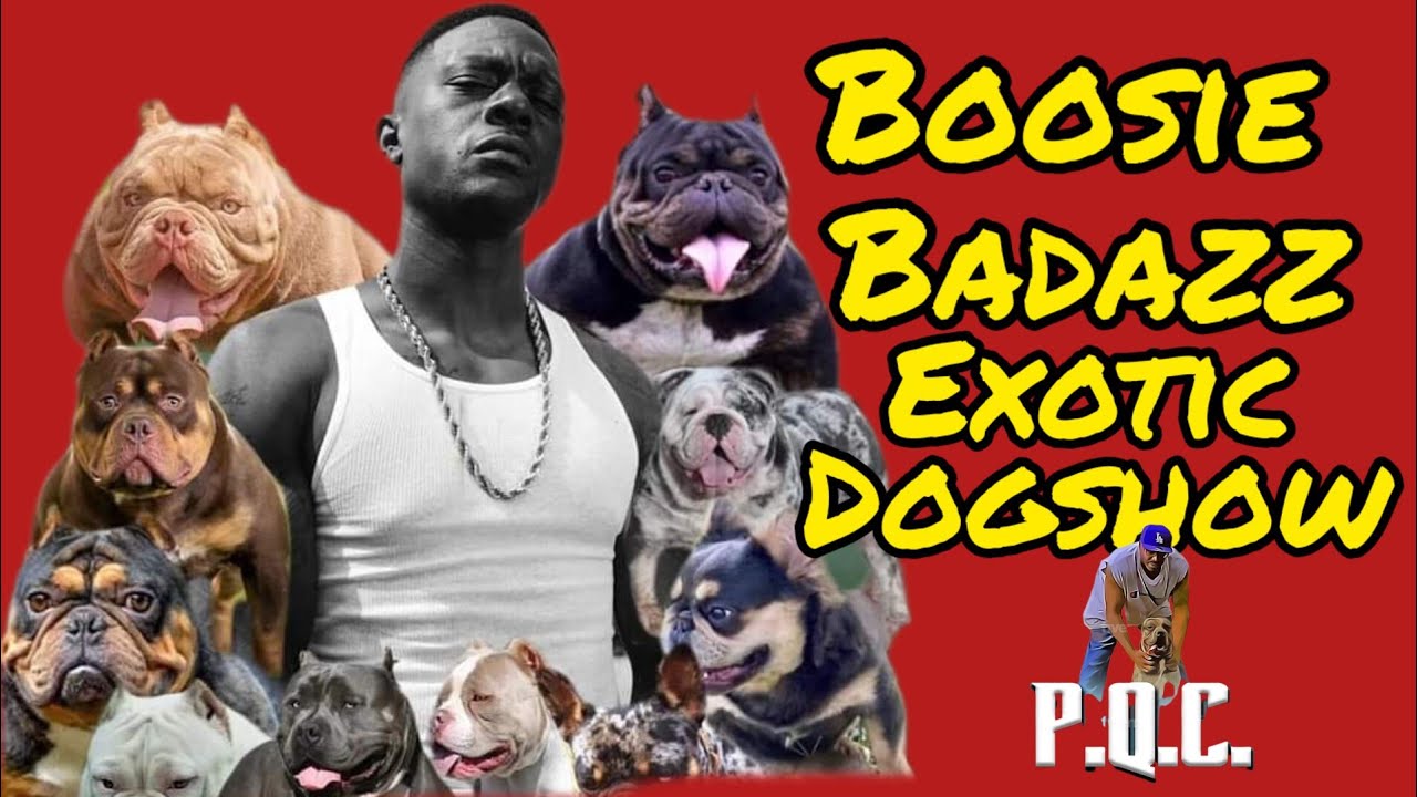 Boosie Badazz Exotic Bully & Frenchie Dog Show YouTube