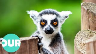 The Wild Adventures of Lemur Families in the Wild | Our World