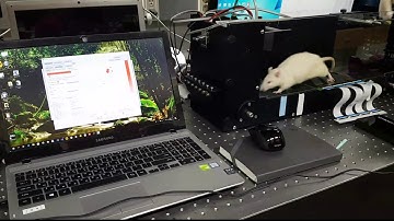 Animal Gait Analysis