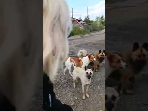 Собачья свадьба.