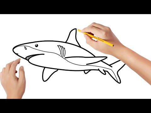 Vídeo: Como Desenhar Um Tubarão