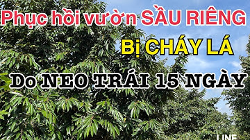 Phục hồi vườn Sầu riêng bị CHÁY LÁ do LÁI NEO Trái 15 ngày