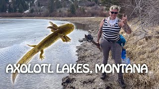 Looking for Barred Tiger Salamander Axolotls (Crazy hair and questionable hygiene)