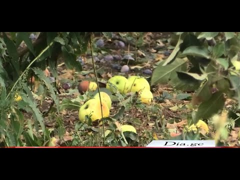 ძლიერმა წვიმამ და სეტყვამ ხაშურის მუნიციპალიტეტი დააზარალა 22.09.2022