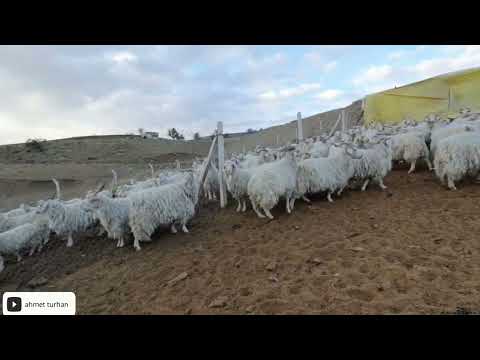 ( SAANEN VE TİFTİK KEÇİSİ ARASINDAKİ FARKLILIKLAR)  (KEÇİ BELGESELİ )