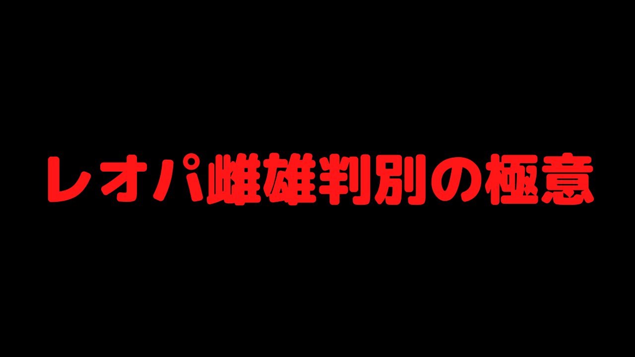 レオパ雌雄判別の極意