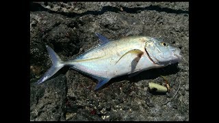 Mark White Lure Getting Some Action