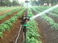 A spriklers system i instaled in india for jain irrigation co