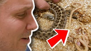 SNAKES BORN DEAD!! WHY??? | BRIAN BARCZYK