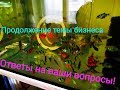 Ответы на вопросы зрителей! Тема разведения рыбок,как бизнес.