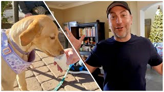 Skylar's 1st Starbucks Morning & Pup Cup | Quick Update