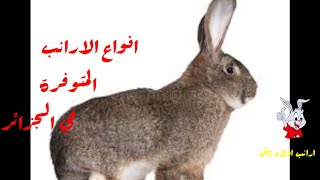 انواع الارانب المتوفرة في الجزائر