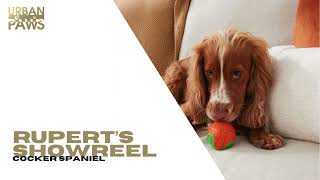 Rupert (Cocker Spaniel) Showreel by Urban Paws Agency and Urban Paws Ireland 42 views 2 months ago 1 minute, 52 seconds