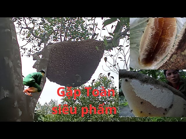 Bắt 2 Tổ Ong Toàn Siêu Phẩm Bầu Mật Khủng|Caught 2 beehives full of super quality giant gourds class=