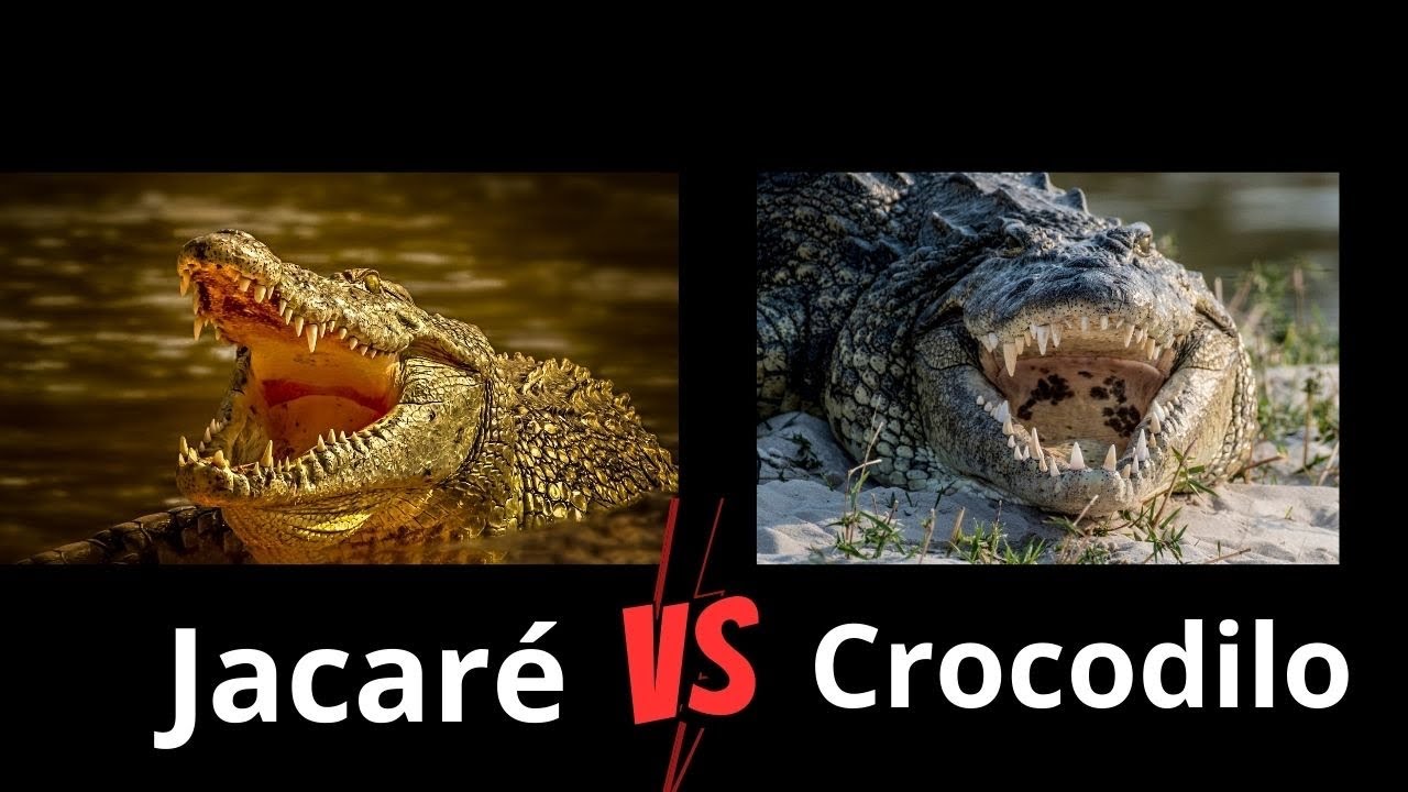 Jacaré x Crocodilo Qual é o mais perigoso? Existe diferença - YouTube