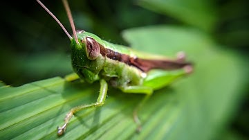 This is how locusts eat plants 🦗 | Grasshopper | Macro Video 1080p