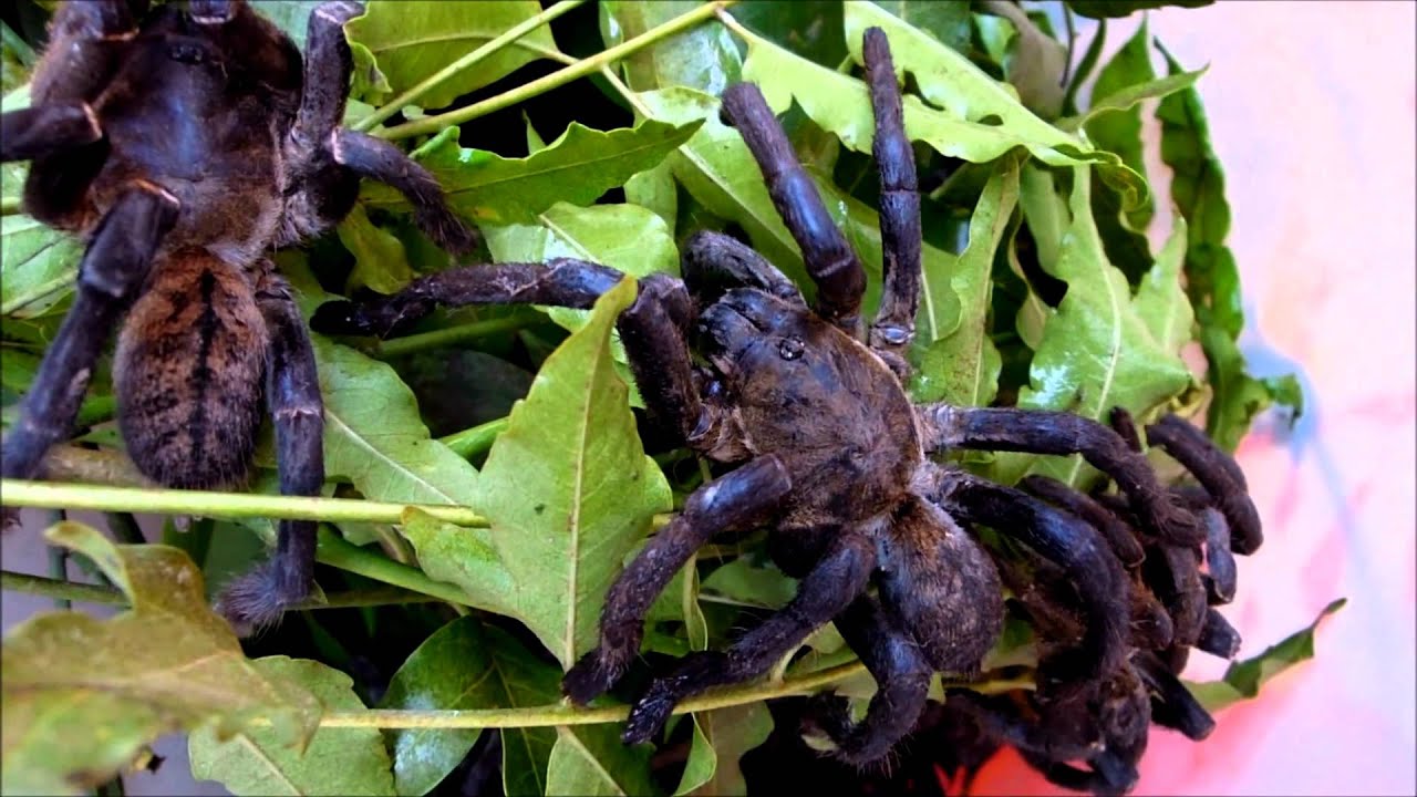 Cambodia Fried Spider カンボジアのクモ料理 Youtube