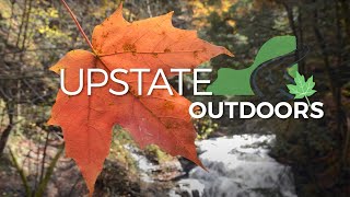 Fall foliage in Upstate NY: Why leaves change different colors