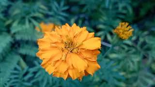 Download Lagu Jangi Janger Remix MP3