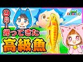 9月!帰ってきた高級魚!ゴールデントラウトを釣るまで終われません!【ゴールデントラウト/9月の魚】【あつまれどうぶつの森/AnimalCrossing】