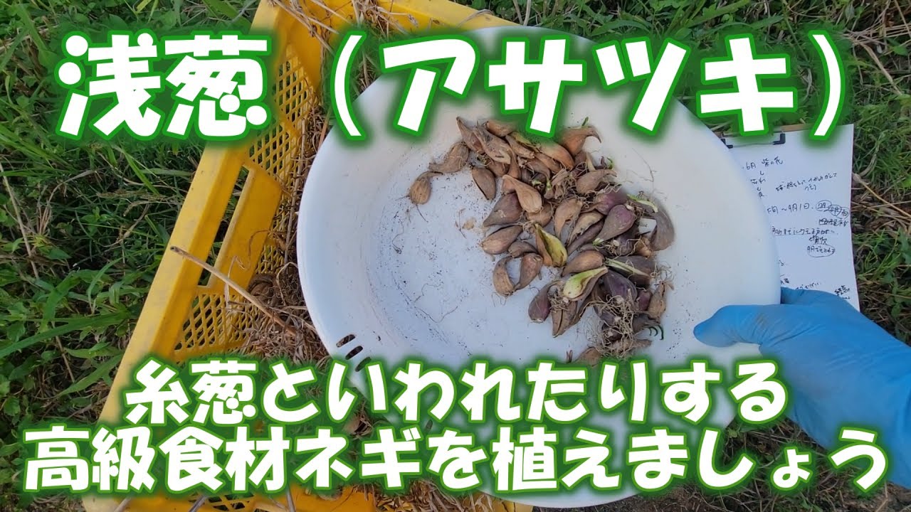浅葱 糸葱 アサツキ アサツキを勉強しながら植えます 和食の大将からの注文を試行錯誤の中 種まきしてます 農業はワンサイクルが長いのでなかなかです Youtube 浅葱 糸葱 アサツキ アサツキを勉強しながら植えます 和食の大将からの注文を試行錯誤の中 種まきしてます 農業はワンサイクルが長いのでなかなかです Youtube