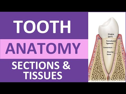 Tooth Anatomy: Structure & Tissues | Crown, Neck, Root, Dentin, Cementum, Enamel, Pulp