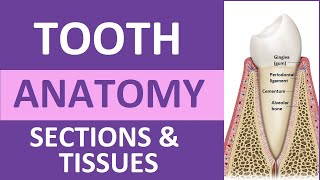 Tooth Anatomy: Structure & Tissues | Crown, Neck, Root, Dentin, Cementum, Enamel, Pulp Resimi