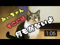 また変なことしてる… 猫にしか見えない物？ 不思議な行動がかわいい