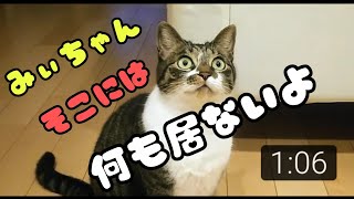 また変なことしてる… 猫にしか見えない物？ 不思議な行動がかわいい