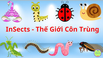 Các loài côn trùng - Insects | Bé học nhận biết tên các loài côn trùng bằng Tiếng Anh & Tiếng Hàn P2