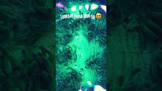 POV: You're at an Saltwater Aquarium Store #saltwateraquarium #coralreef #reeflife #fish