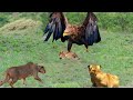 Eagle vs Lion Great War | lion attacks mother eagle to save cub