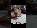 聞き耳をへし折られるウサギが怒り心頭ww　#shorts