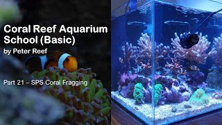 Coral Reef Aquarium School - Part 21 - Coral Fragging by Peter Reef 258 views 11 months ago 14 minutes, 53 seconds