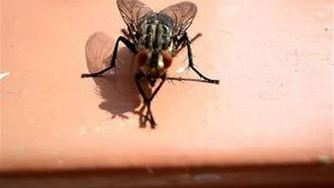 How To Get Rid Of A House Fly Infestation