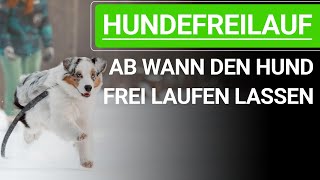 🐕🐶 Ab wann darf ich den Hund frei laufen lassen? ➡️ Erklärvideo 🐕🐶✔️ by Stephanie Salostowitz - Online Hundetraining 10,007 views 5 months ago 9 minutes, 16 seconds